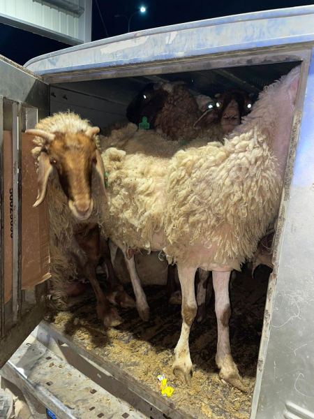 اعتقال وغرامة : في بني براك وحورة والناصرة وكفرقاسم